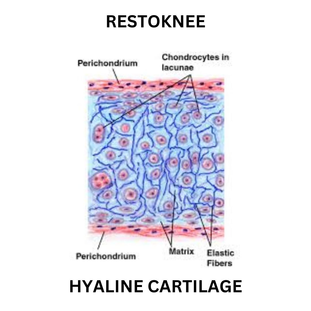 Hyaline Cartilage